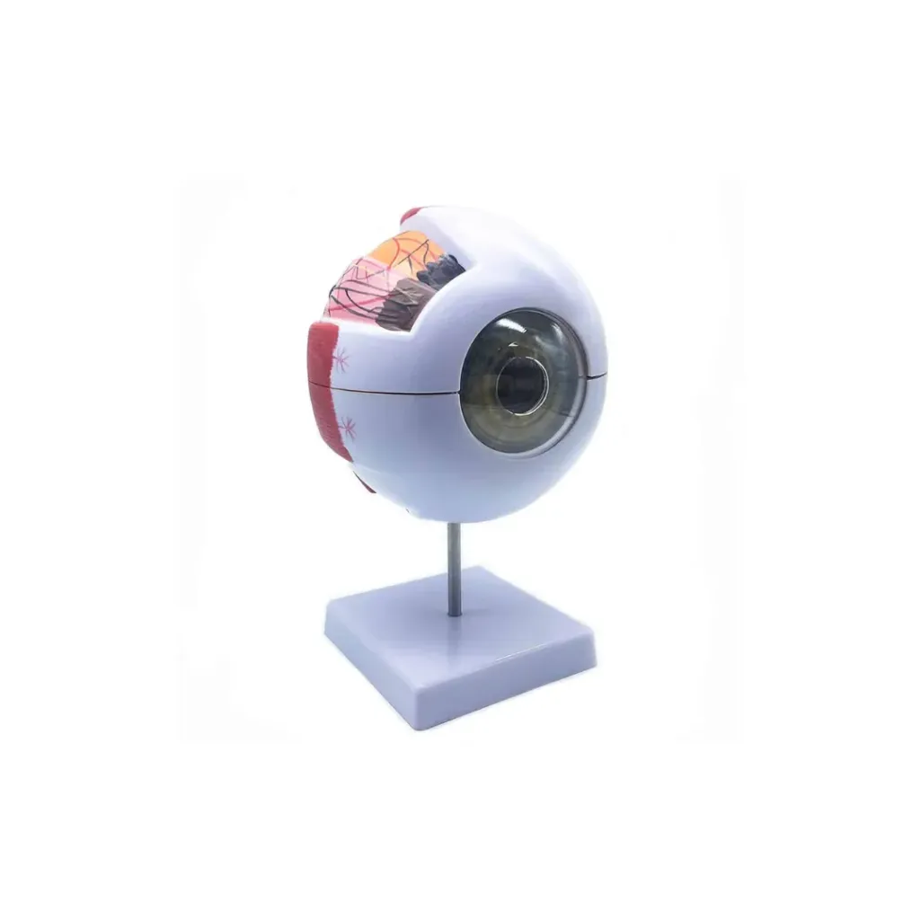 [1353] Silicone Human Eye Size Model