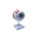 Silicone Human Eye Size Model