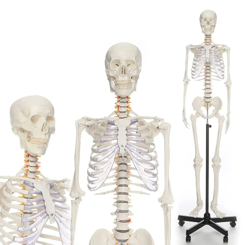 Human Skeleton – BIG | Life-Size Anatomical Teaching & Demonstration Model