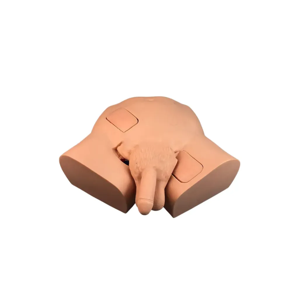 Advanced Male Condom Catheterization Model