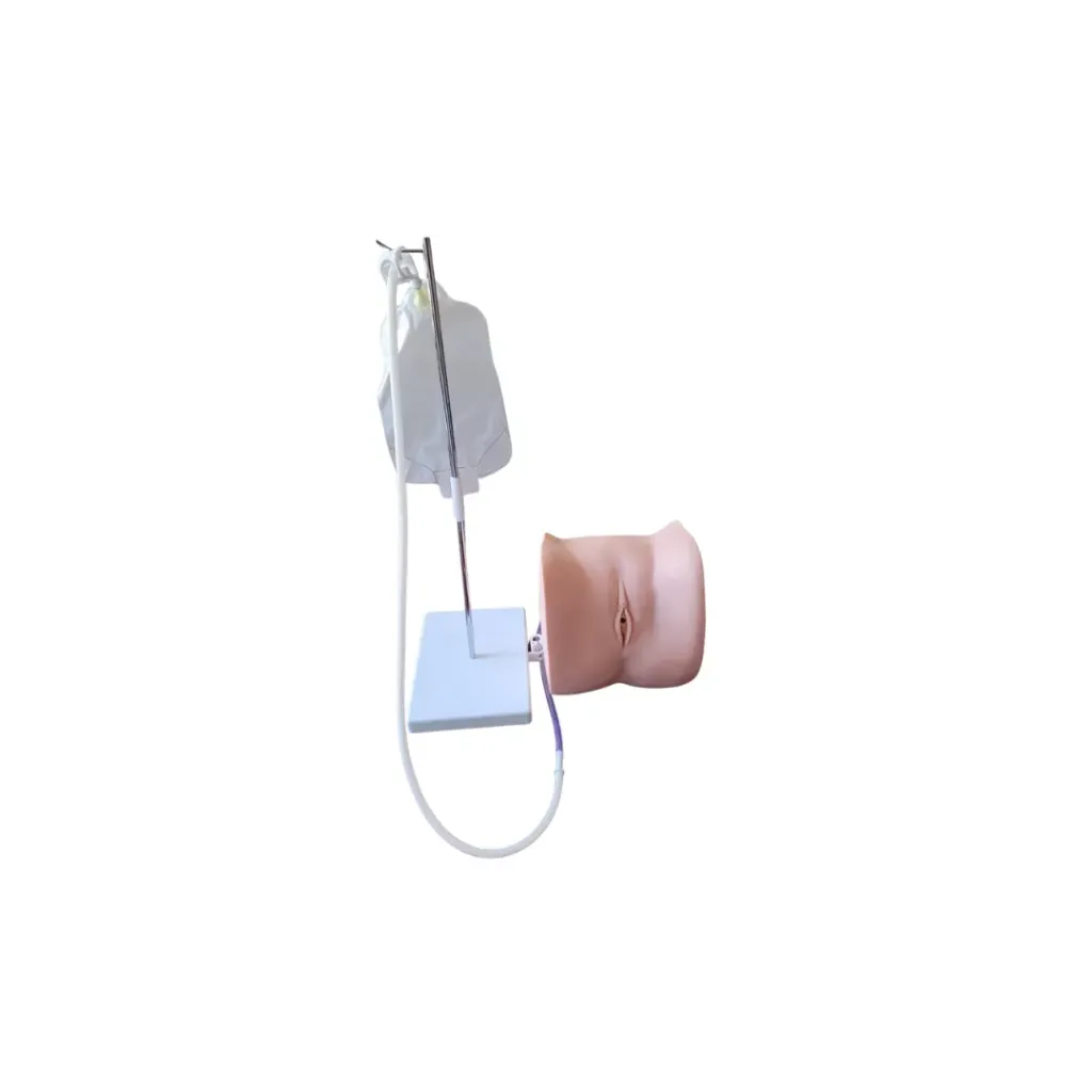 Advanced Female Catheterization Model