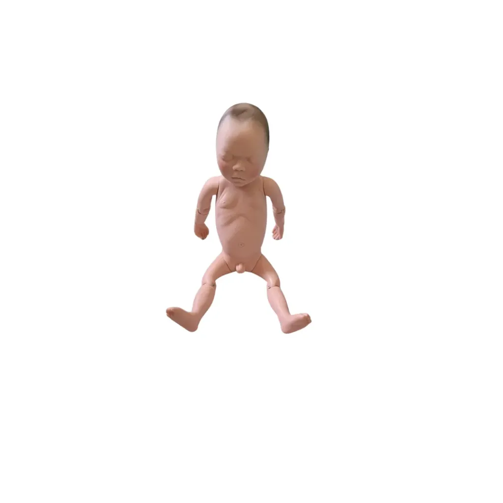 NewBorn Model Without Placenta