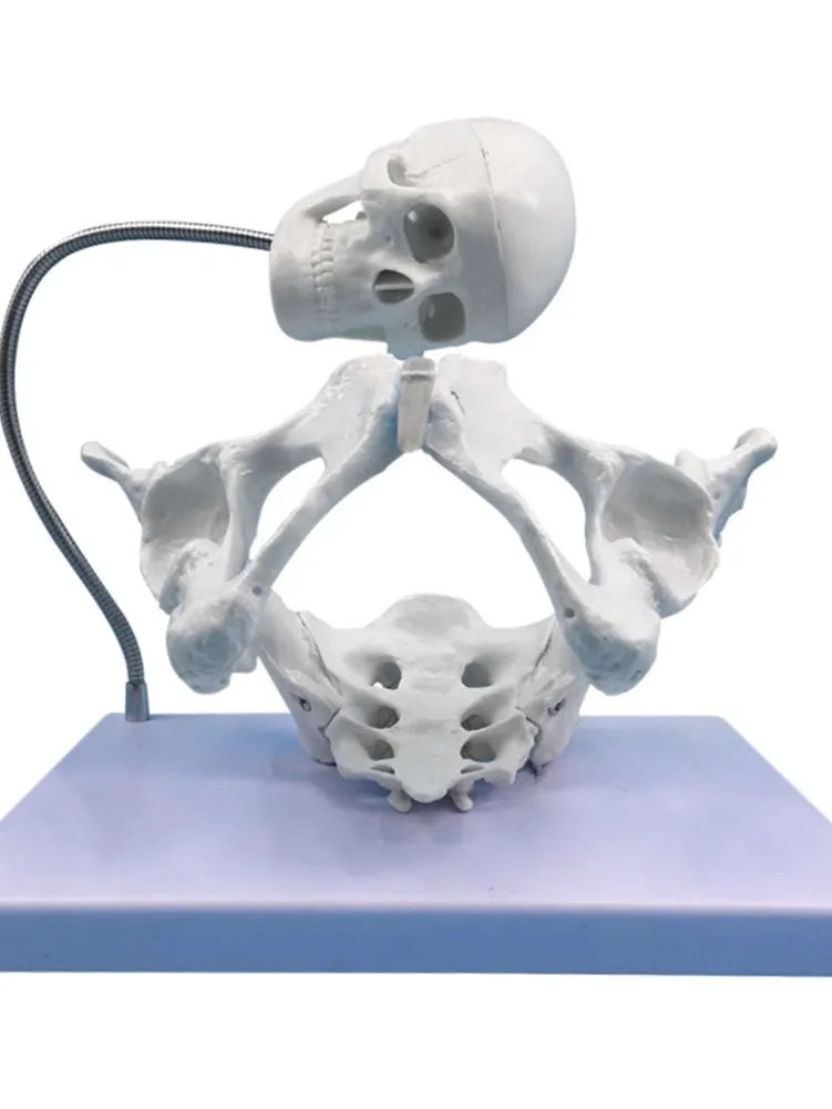 Female Pelvis Model With Foetus Skull