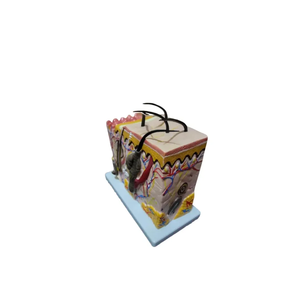 Gait Skin Model