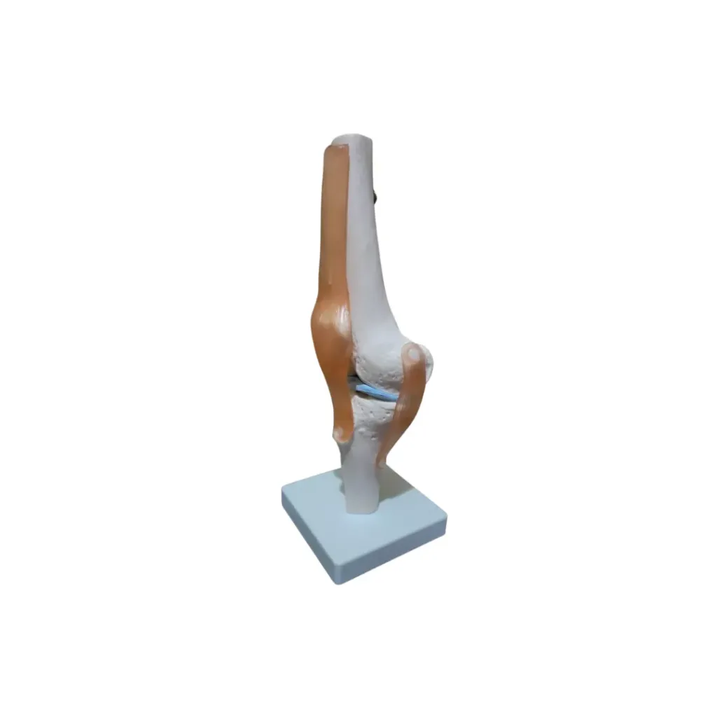 Knee Joint Model With Movable Ligaments