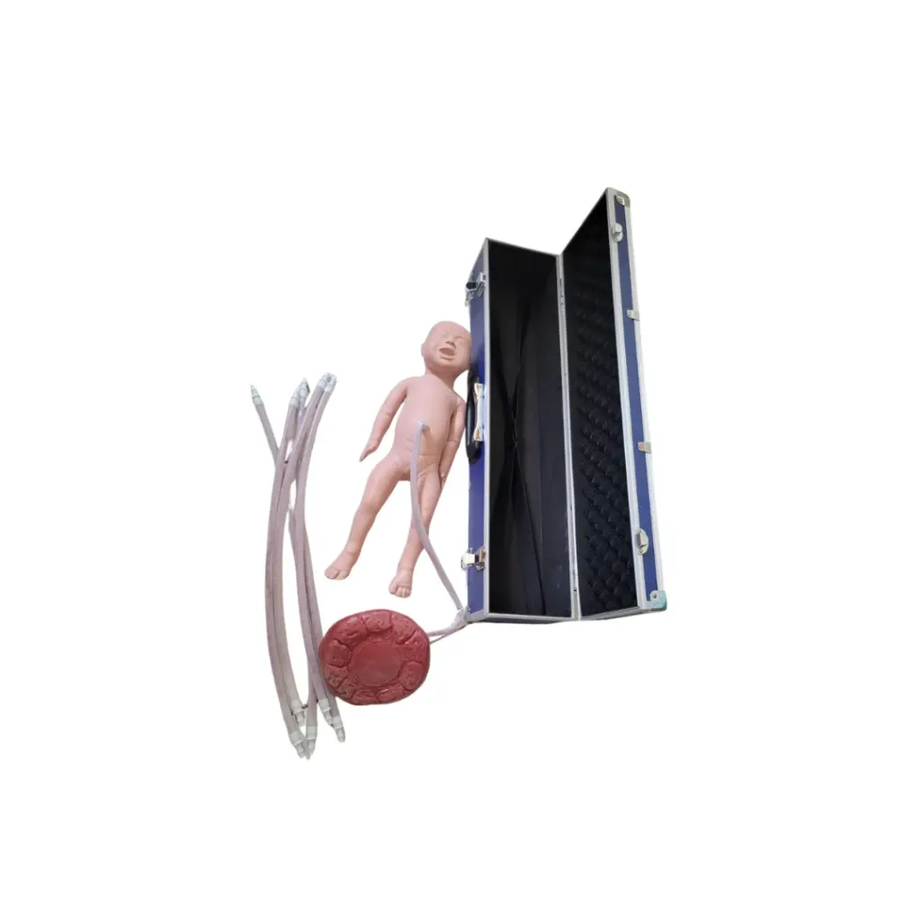 Newborn Baby Model With Placenta