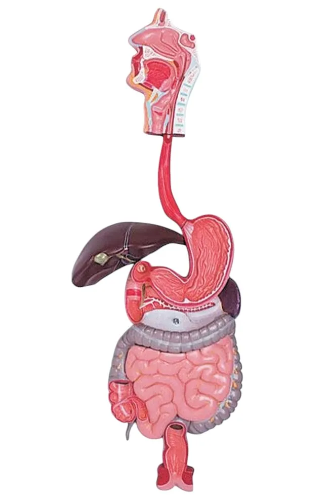 Digestive System Model